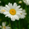 user-image